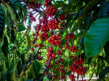 Preço do café robusta amazônico segue em mais de R$ 1 mil, por saca de 60 kg na região da Zona