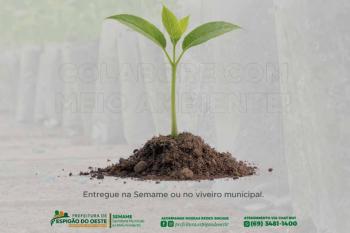Prefeutura convoca população para doar mudas de espécies florestais ao viveiro municipal