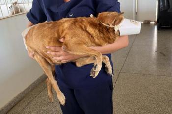 Cão atropelado na Avenida Tiradentes é resgatado e recebe cuidados na Clínica de Bem-Estar Animal