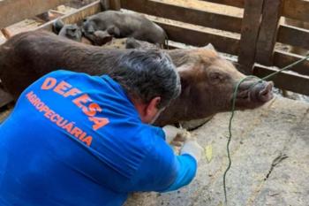 Com rebanho de 197 mil suínos, Rondônia reforça vigilância zoosanitária para ampliar mercados