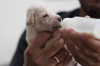 Abandono ainda preocupa e mobiliza ações da Secretaria Municipal de Meio Ambiente