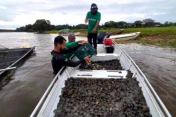 Projeto ambiental do governo resulta na soltura de 228 mil filhotes de tartaruga-da-Amazônia no Parque Estadual Corumbiara