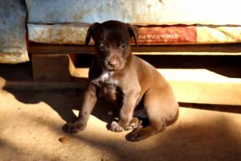 Município de Vilhena passa a ter empresa responsável por resgate, acolhimento e adoção de animais