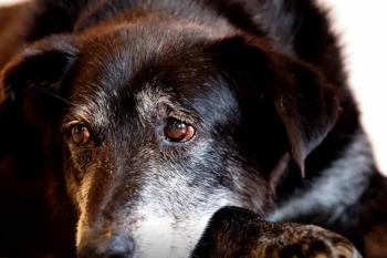 Lei torna crime exercício ilegal da medicina veterinária 