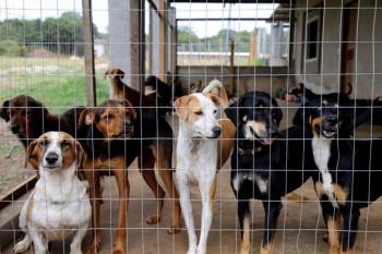 Mais de 1,3 mil atendimentos e 400 resgates: Vilhena amplia ações de proteção animal