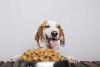 Tipos de alimentação que influenciam a saúde e energia dos cães