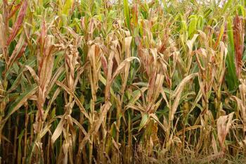 Praga do milho provoca prejuízo de R$ 33,6 bilhões por ano