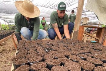 Produção de mudas é fortalecida no Projeto Fomenta Cacau