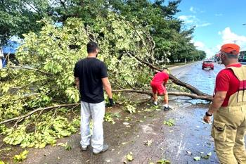 Porto Velho: Saiba como acionar atendimento em casos de risco de queda de árvores