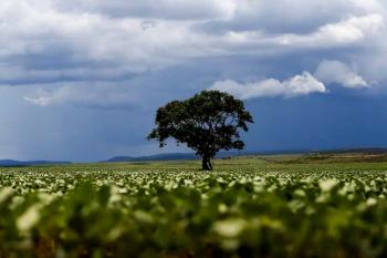 Crédito rural financiou R$ 92,4 bi em áreas com alertas ambientais
