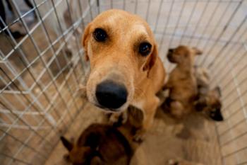 Credenciamento amplia rede de cuidado e proteção animal em Porto Velho