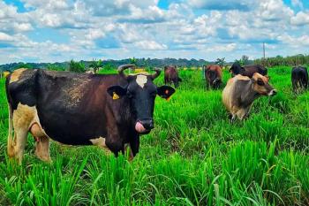 Governo de Rondônia promove reunião para reativação da Câmara Setorial do Leite, no dia 20 de fevereiro
