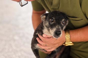 Capitã, uma cadela idosa que só quer um lar para amar no fim da vida
