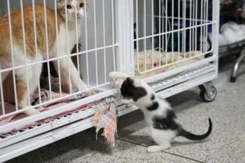 Clínica de Bem-Estar Animal é referência no atendimento de felinos em PVH