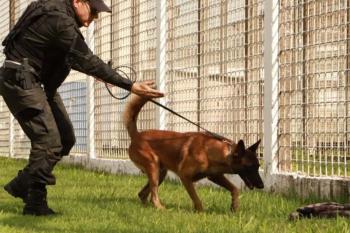 Cães treinados do Grupo de Ações Penitenciárias fortalecem atuação na segurança prisional