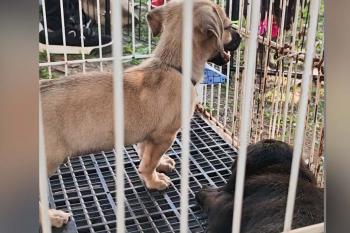 Feira de adoção responsável garante novo lar par 18 animais em Pimenta Bueno
