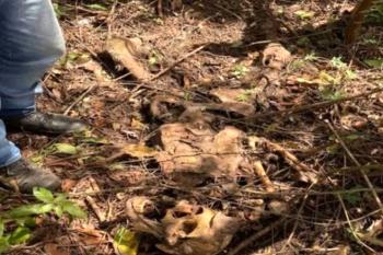 Homem encontra ossada humana escondida em área de mata