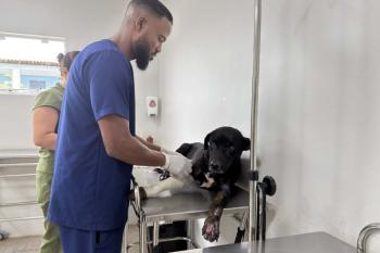 Prefeitura resgata cachorro abandonado e retoma tratamento