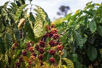 Café transforma vidas de produtores reassentados