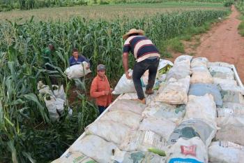 Porto Velho encerra 2025 com avanços na agricultura familiar e no setor rural; Ações no campo impulsionam produção