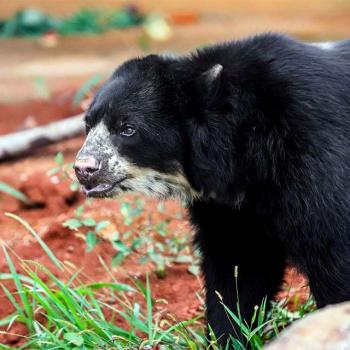 Urso de espcie rara e ameaada  recebido em Braslia