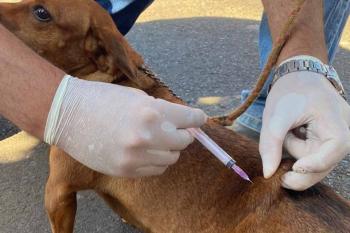 Prefeitura de Jaru realizará etapa complementar de vacinação antirrábica para cães e gatos