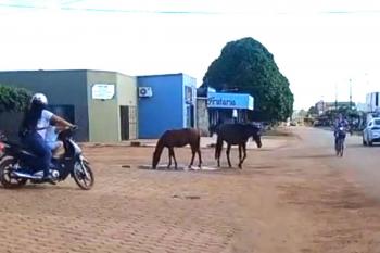 Presença de animais de grande porte circulando livremente pelas vias urbanas gerar preocupação entre moradores