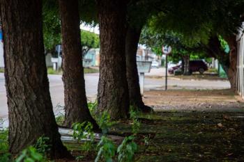 Comunidade e Prefeitura unem forças para ampliar arborização urbana na capital 