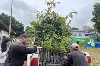 ENERGISA faz doação de mudas de castanheiras e outras espécies para Sedam