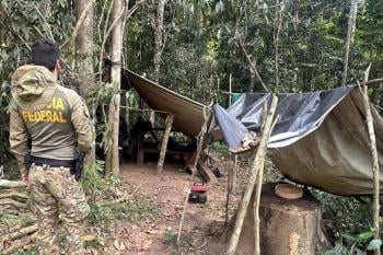PF combate extração ilegal de madeira em terra indígena