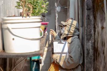 El Niño pode aumentar casos de chikungunya e dengue no Brasil