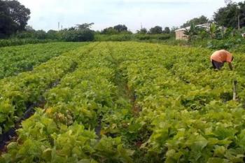 Segurança alimentar e povos indígenas têm R$ 64,3 milhões em crédito