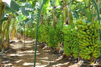 Porto Velho se destaca na produção de banana e reforça apoio aos agricultores