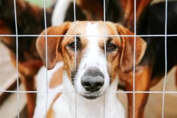 Prefeitura garante atendimento contínuo e estrutura adequada para animais resgatados