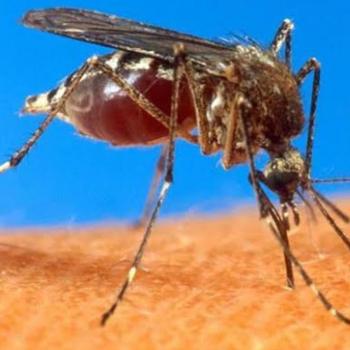 Agevisa realiza encontro de capacitao para profissionais de sade sobre dengue e outras doenas