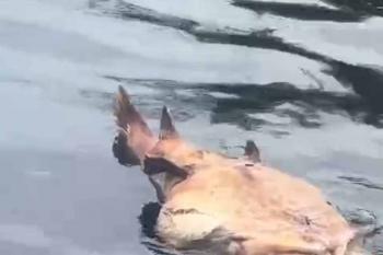 Rio Guaporé registra mortandade de espécies aquáticas e répteis e preocupa comunidades