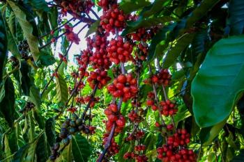 Conab prevê colheita recorde de café com crescimento de 17,1% em 2026