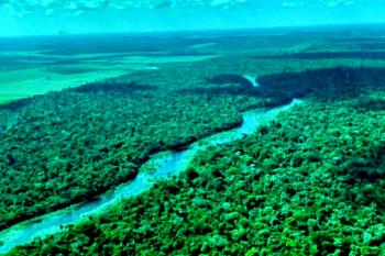 No Dia da Amazônia, campanha pede que eleitor vote por floresta em pé
