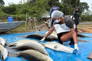 Manejo do pirarucu invasor na Resex Rio Cautário captura 361 exemplares e garante renda para comunitários