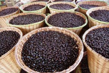 Açaí de Porto Velho é destaque na merenda escolar municipal