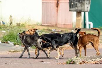 Moradores denunciam suposto extermínio de cães na região da Comarca e cobram apuração das autoridades