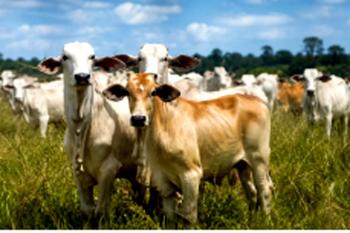 Porto Velho se destaca entre os maiores produtores de Rondônia e leva força do campo à Agrotec 2026
