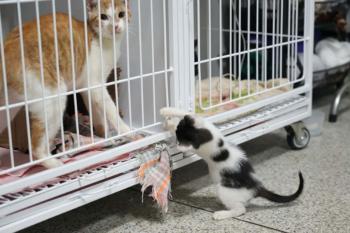 Clínica do Bem-Estar Animal tem resultados positivos em atendimentos e adoções