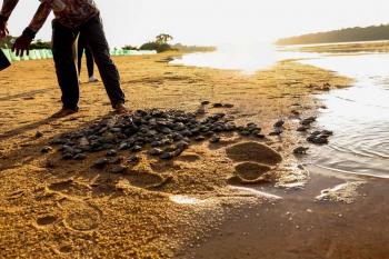Projeto apoiado pela Energisa prevê a soltura de mais de 2 milhões de filhotes de quelônios