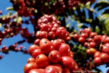 Assistência técnica e programas de apoio à produção contribuem para crescimento da safra de café em Rondônia