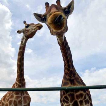  Polícia Federal recolhe 15 girafas em resort e prende duas pessoas