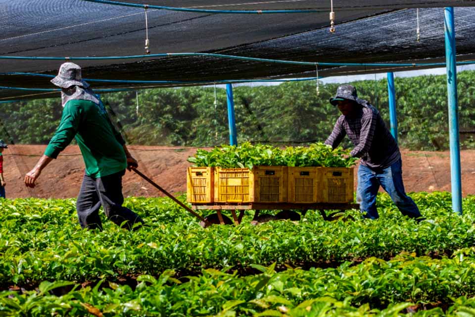 Investimentos do governo de Rondônia na agricultura familiar fortalece desenvolvimento no campo