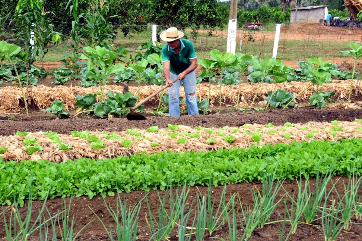 Das mãos da família para a mesa dos porto-velhenses: agricultura familiar transforma vidas e fortalece a economia local