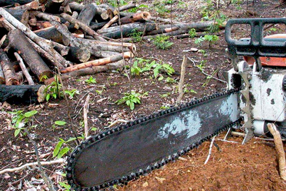 Polícia Federal investiga desmatamento ilegal na terra indígena Menkragnoti