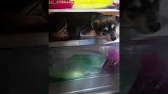 Filhote de cachorro se refresca dentro de geladeira 